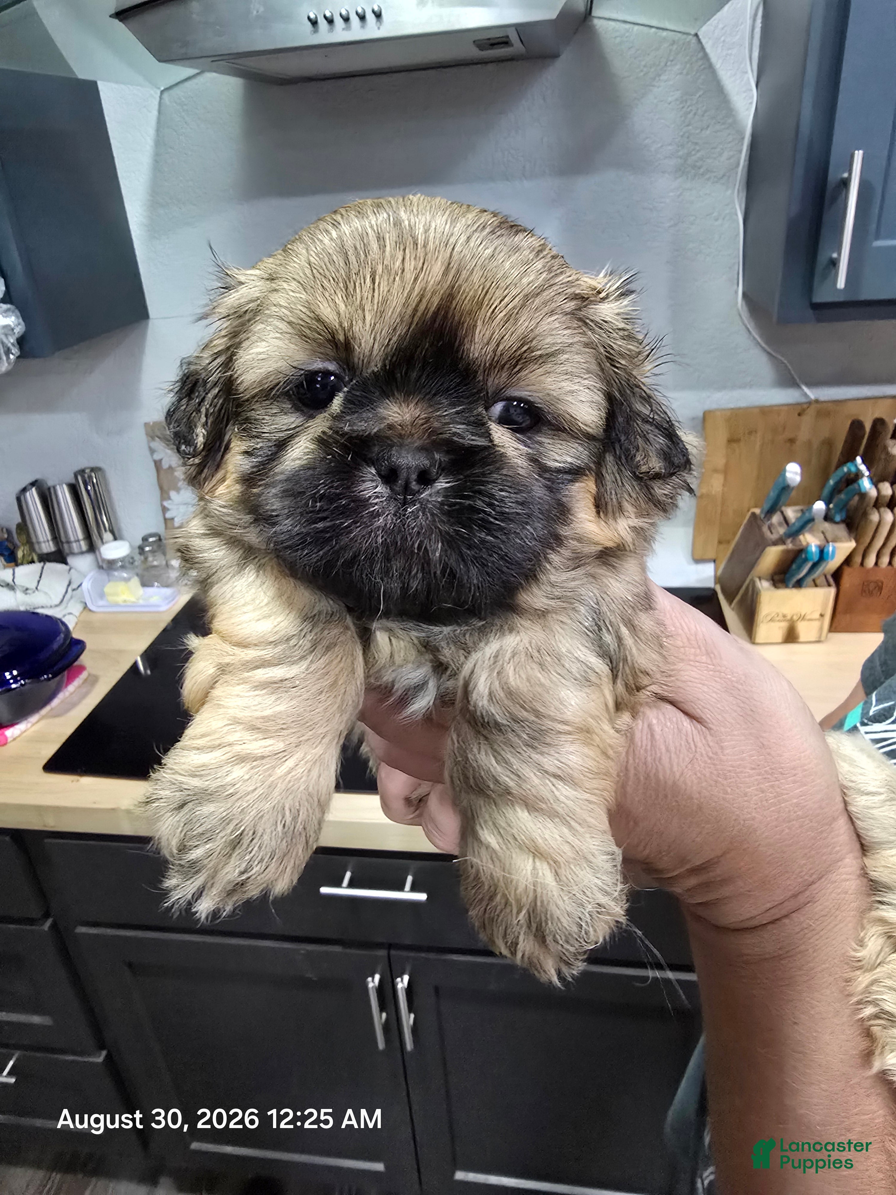 Shih Tzu dogs Shih Tzu 1 - Ad 2