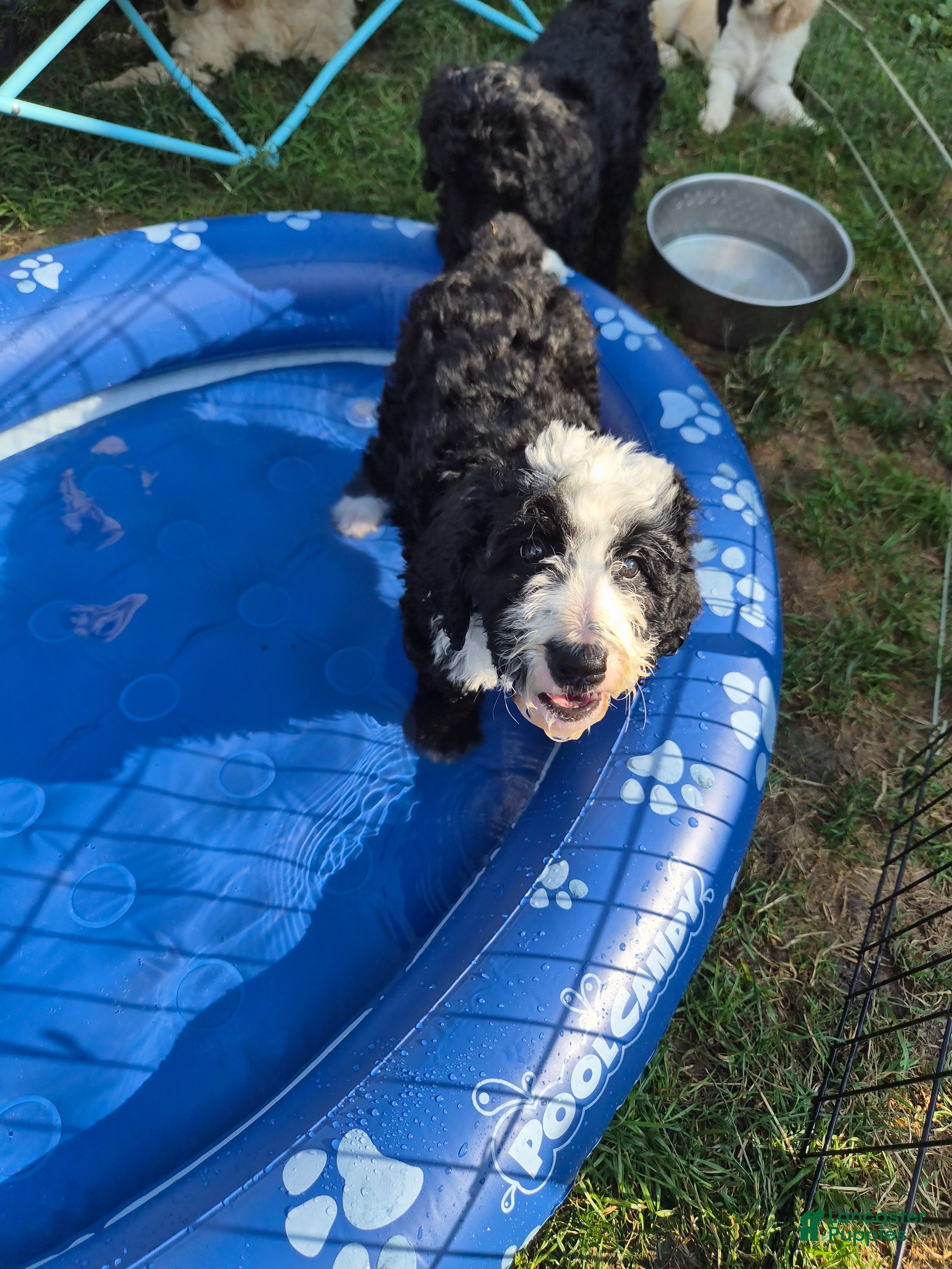 Goldendoodle dogs Lola Mae - Ad 2