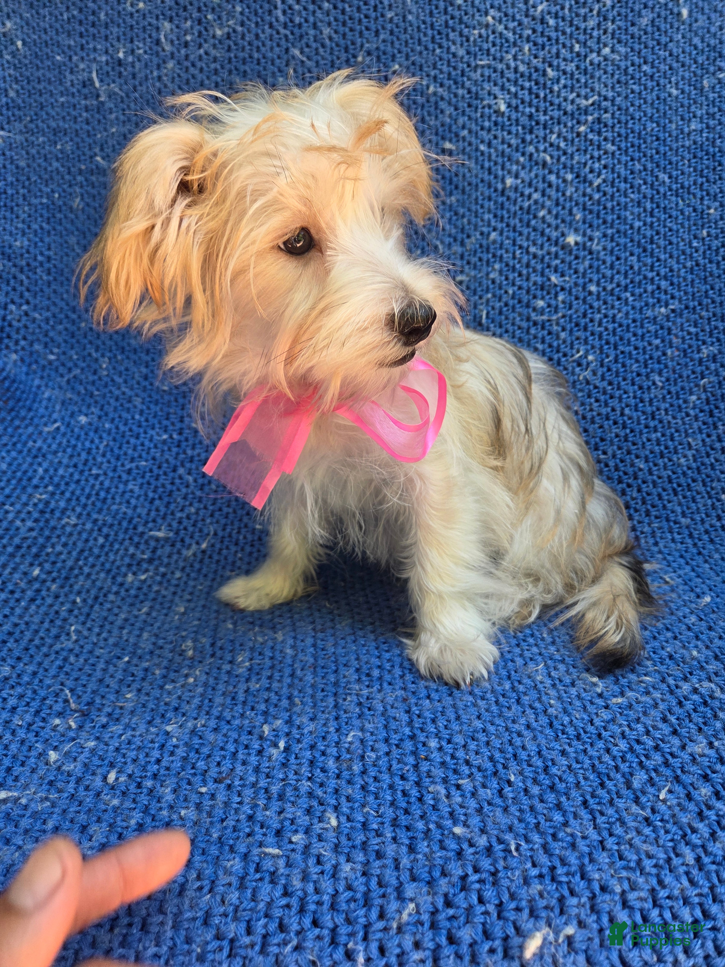 Morkie dogs Nina - Ad 34