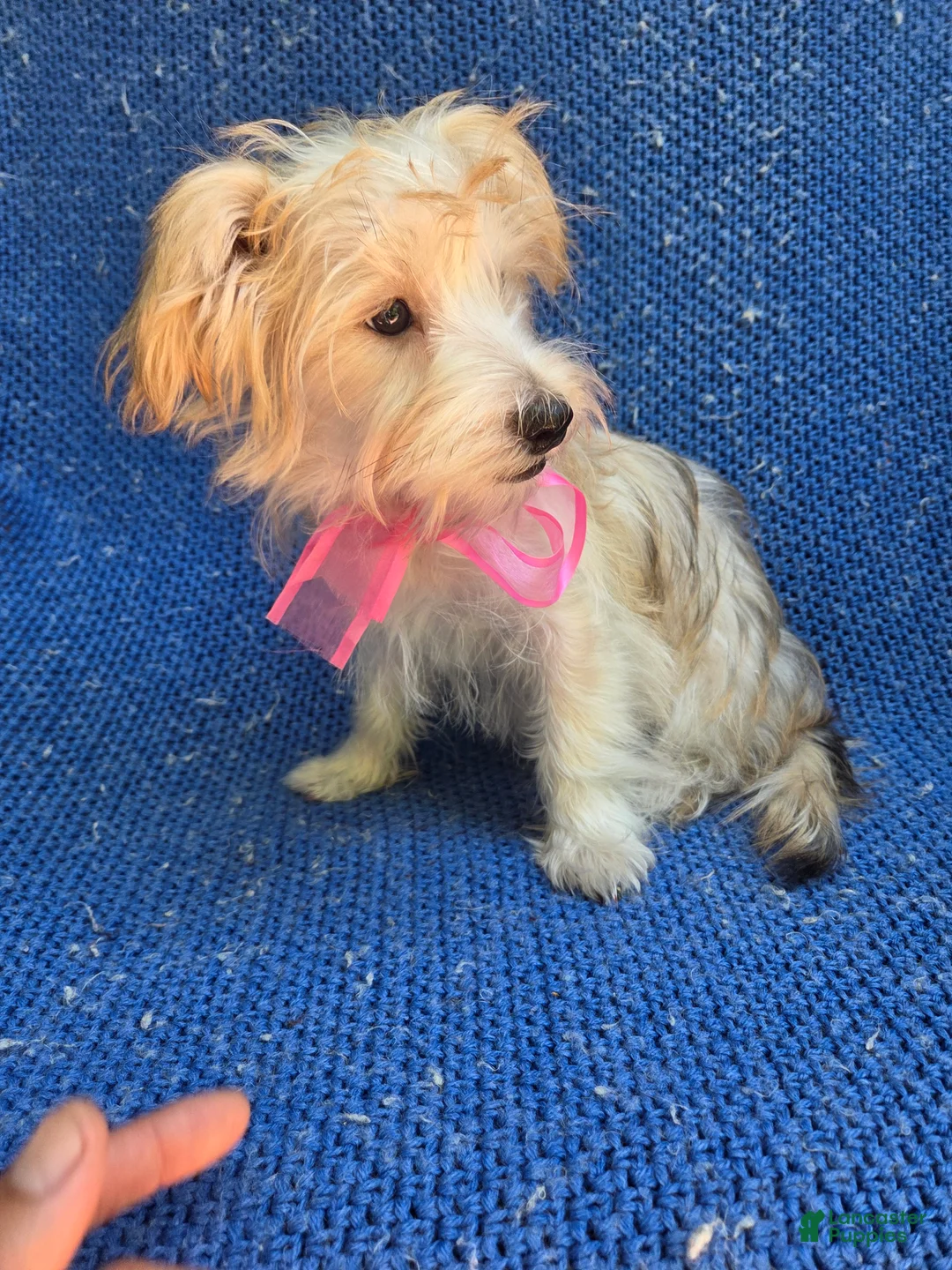 Morkie dogs for sale: Nina - Ad 1