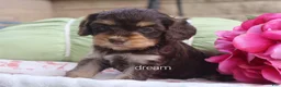 Cavapoo dogs for sale: Anza - Ad 1