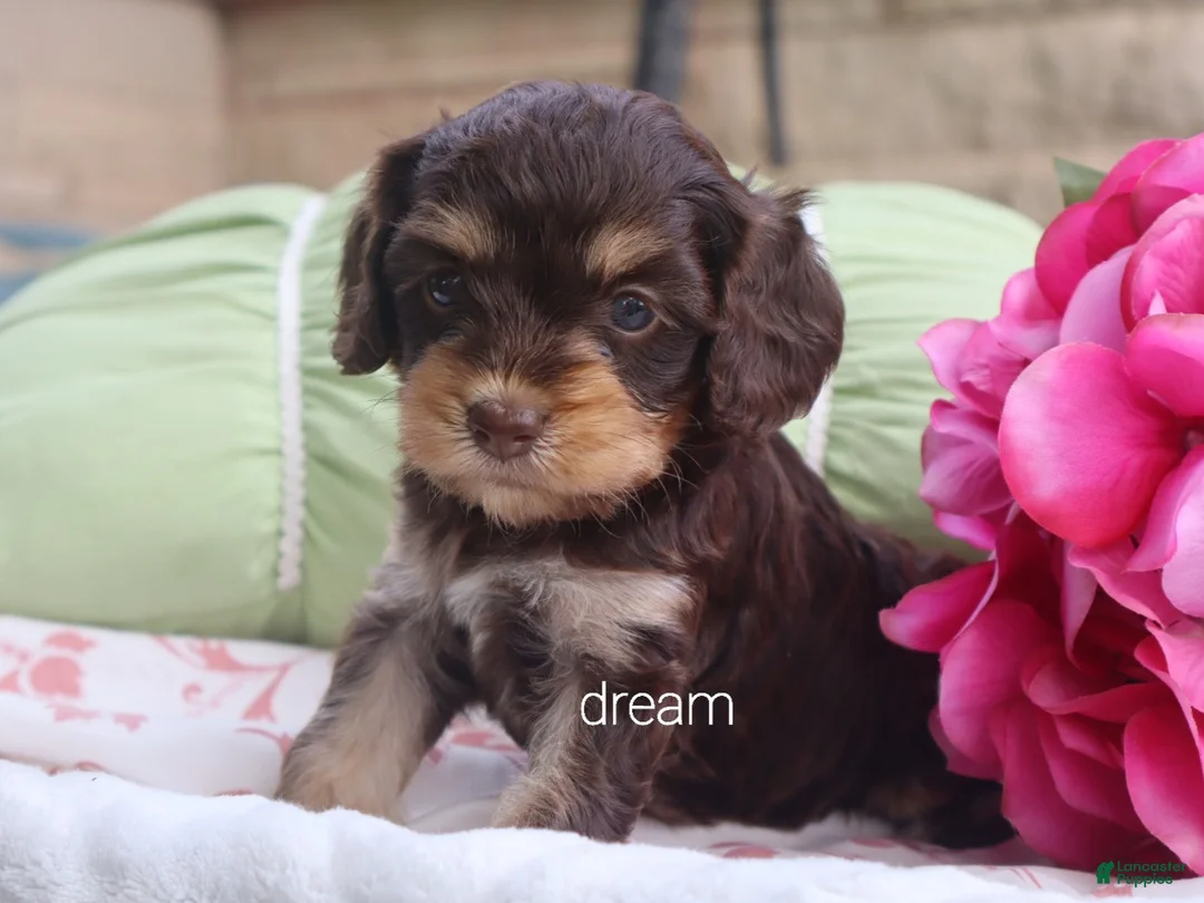 Cavapoo dogs for sale: Anza - Ad 1