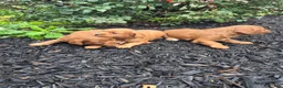 Cavapoo dogs for sale: Littlefoot - Ad 13