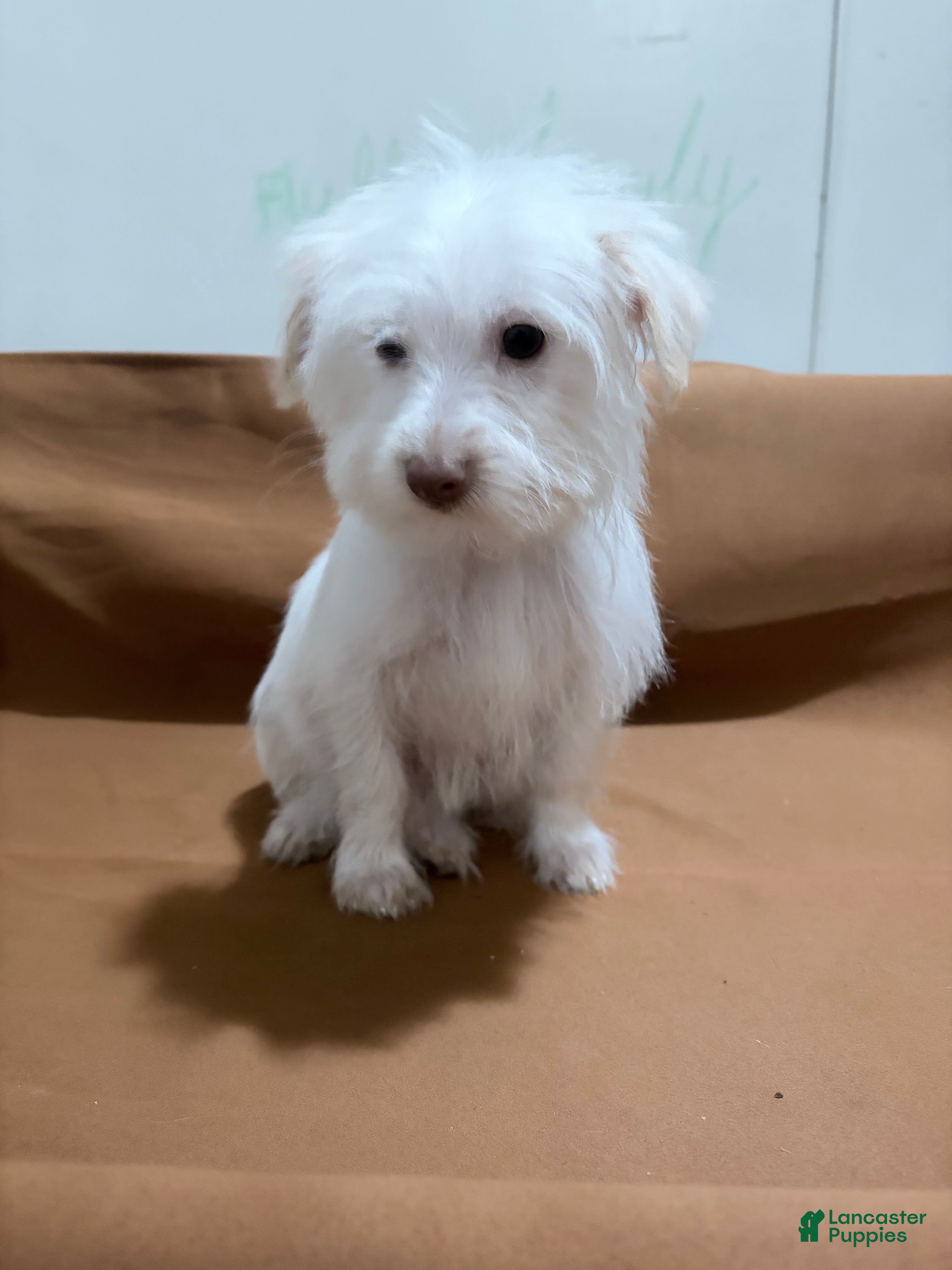 Morkie dogs Snowy - Ad 23