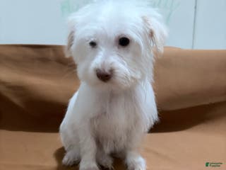 Morkie dogs Snowy - Ad 23