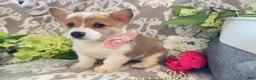 Welsh Corgi Pembroke dogs for sale: Mandy - Ad 12