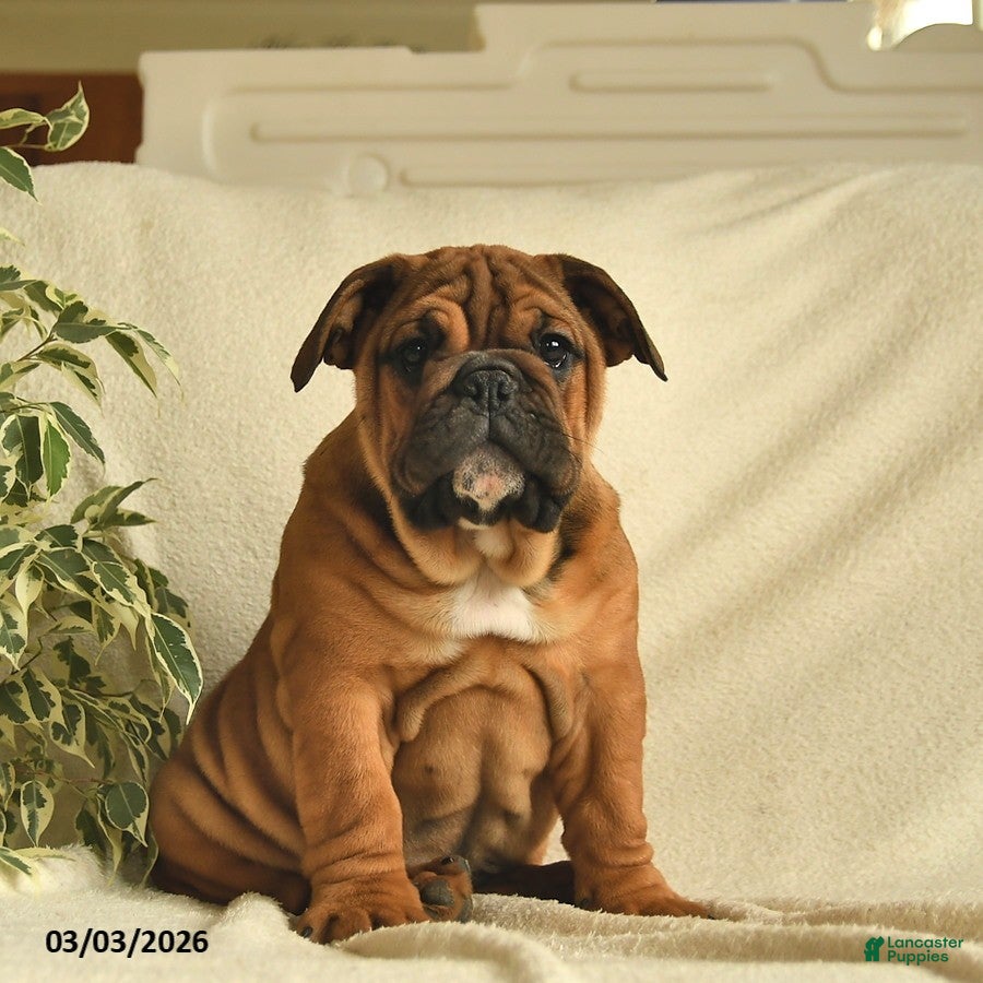 English Bulldog dogs Bonnie - Ad 2