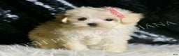 Maltipoo dogs for sale: Precious - Ad 4
