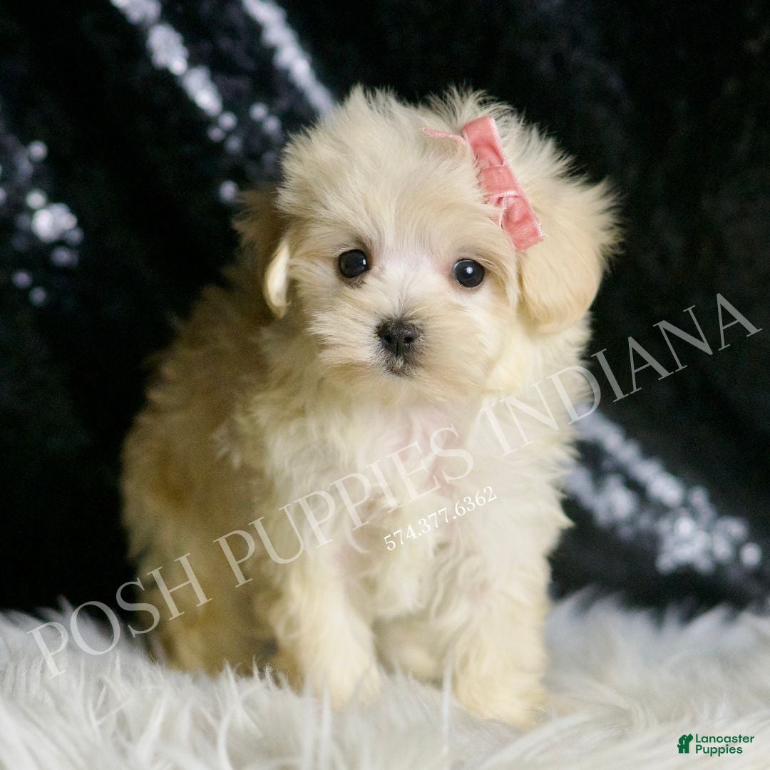 Maltipoo dogs for sale: Precious - Ad 4