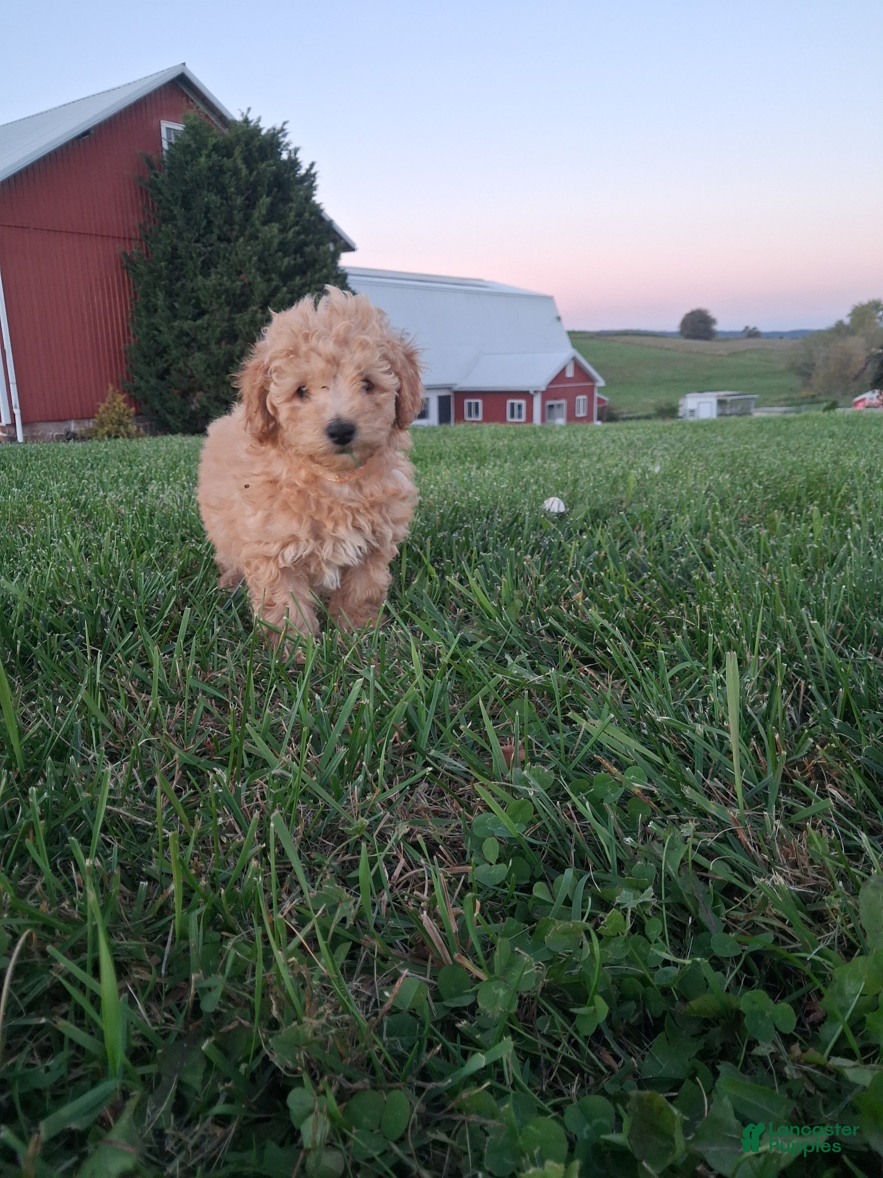 Carter (Miniature Poodle, Male) in Lykens, PA