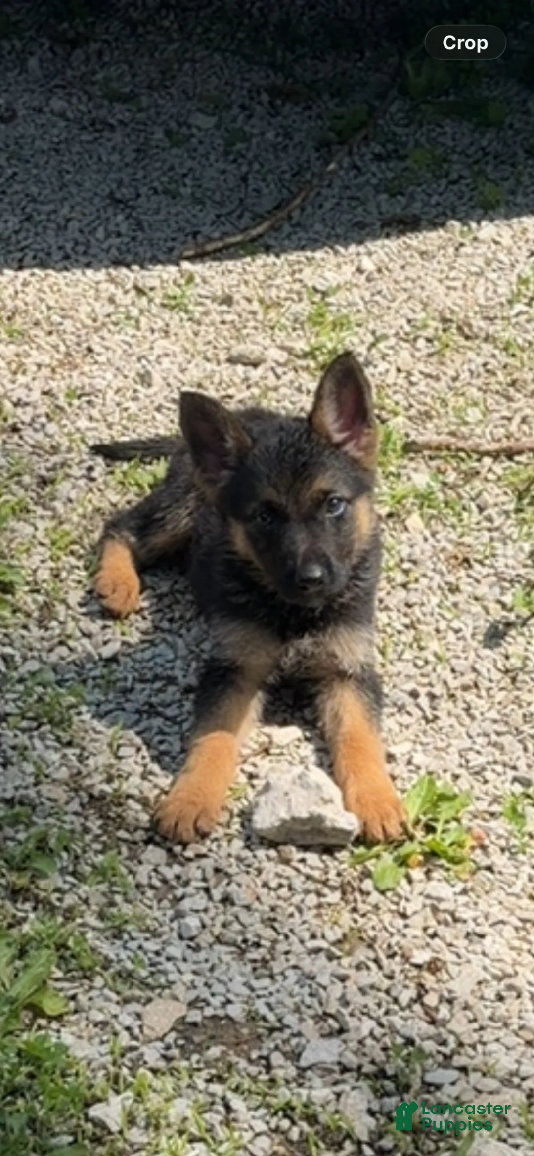 German Shepherd dogs for sale: German Shepherd 1 - Ad 2