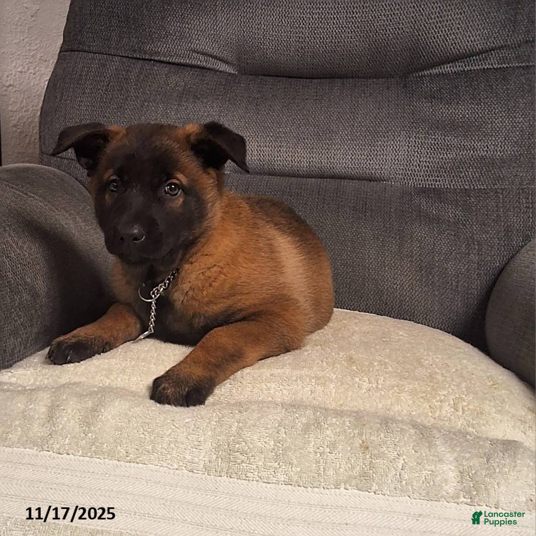 Belgian Malinois dogs for sale: Daisy - Ad 3