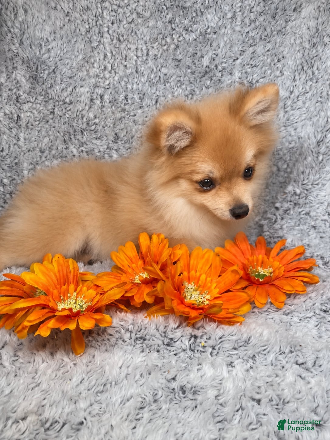 Pomeranian dogs Misty - Ad 1