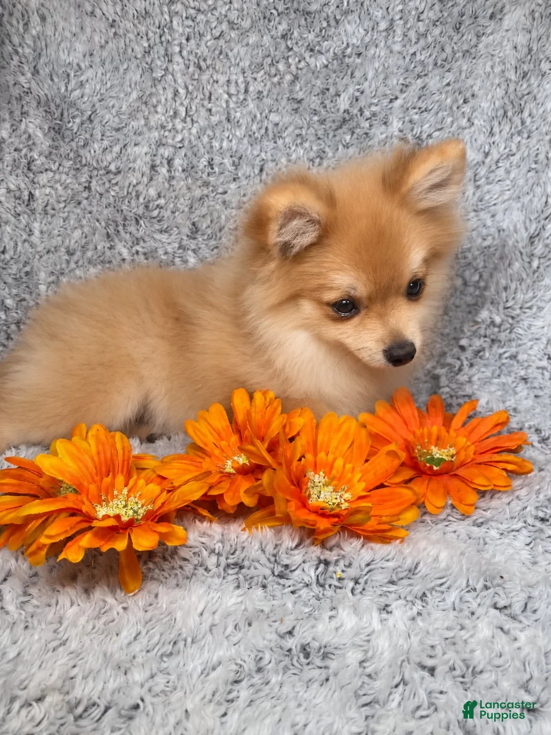Pomeranian dogs for sale: Misty - Ad 1