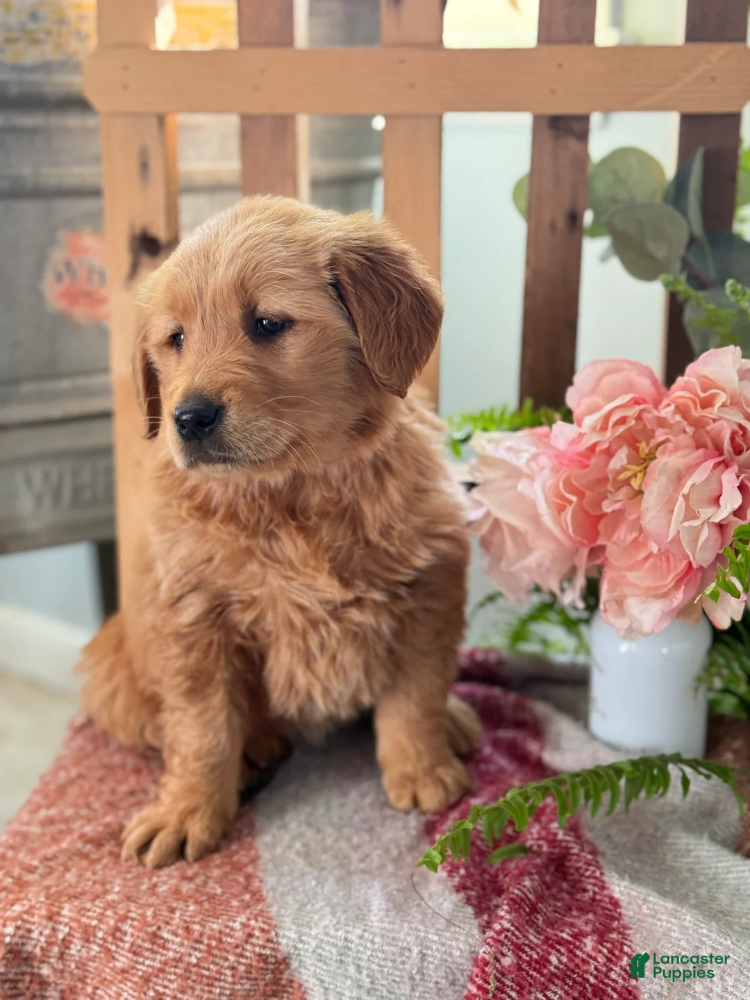 Golden Retriever dogs for sale: Reese - Ad 8