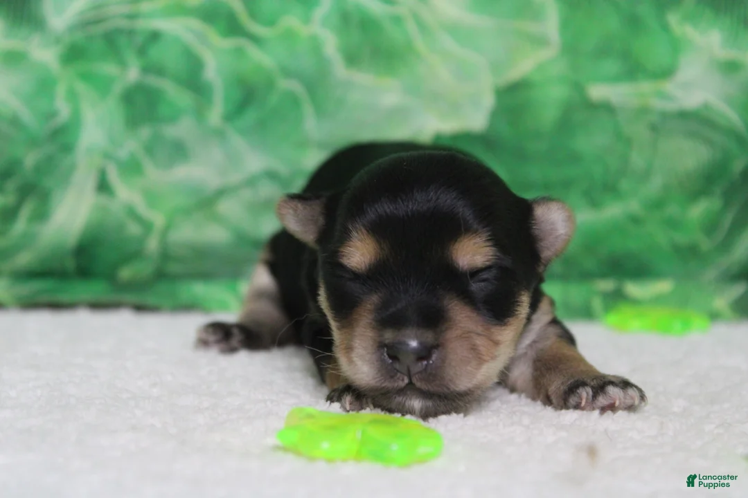 Morkie dogs for sale: Sydney - Ad 1