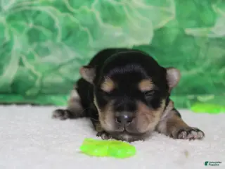 Morkie dogs Sydney - Ad 10