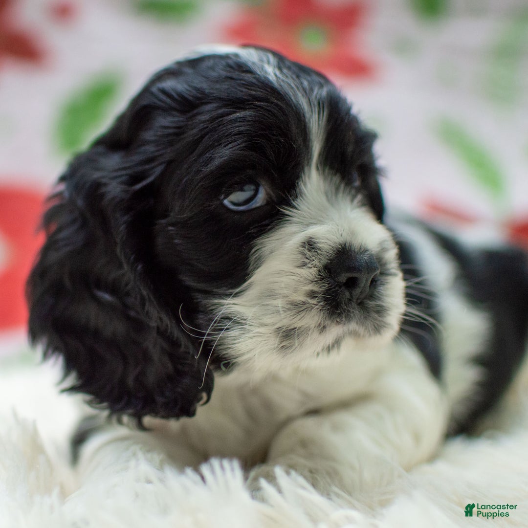 Cocker Spaniel dogs for sale: Newton - Ad 6