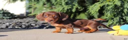 Dachshund dogs for sale: Mudge - Ad 10