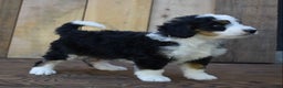 Mini Bernedoodle dogs for sale: Rubbles - Ad 4