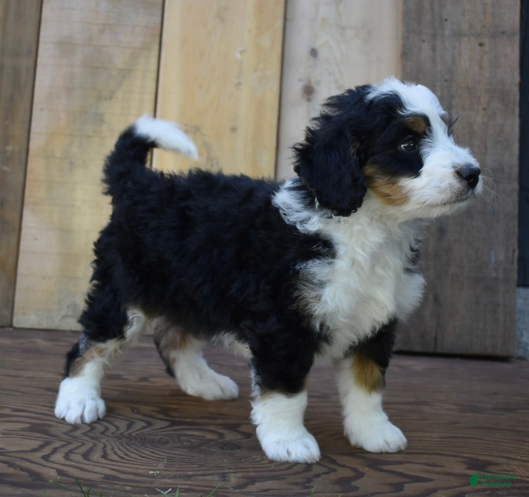 Mini Bernedoodle dogs for sale: Rubbles - Ad 4