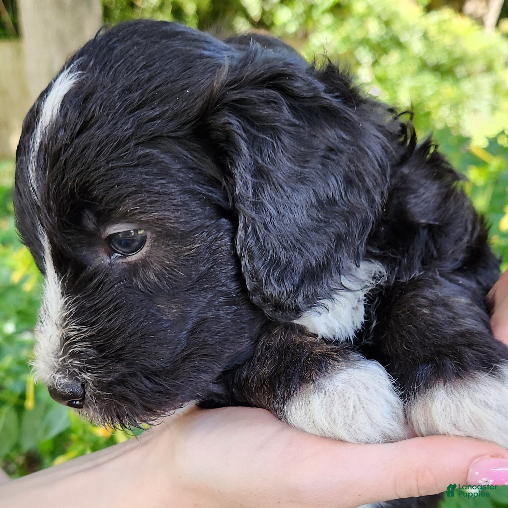Mini Aussiedoodle dogs Snoopy - Male Tuxedo - Ad 2