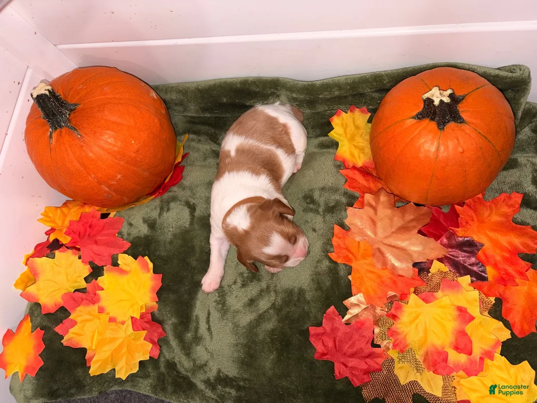 Brittany Spaniel dogs for sale: Brittany Spaniel 7 - Ad 2