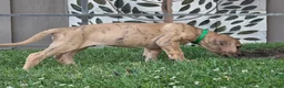 Great Dane dogs for sale: Schofield - Ad 8