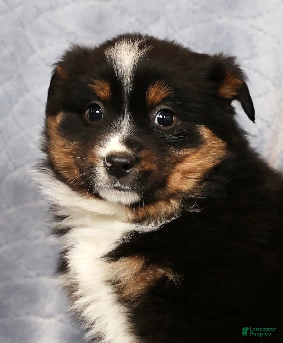 Miniature Australian Shepherd dogs for sale: Elmo - Ad 9