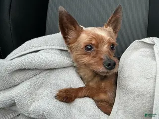 Mixed Breed dogs Mixed Breed Puppy 1 - Ad 32