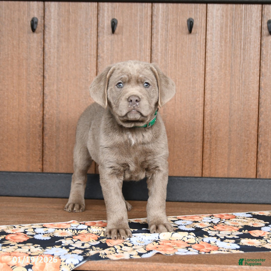 Labrador Retriever dogs for sale: Wags - Ad 2