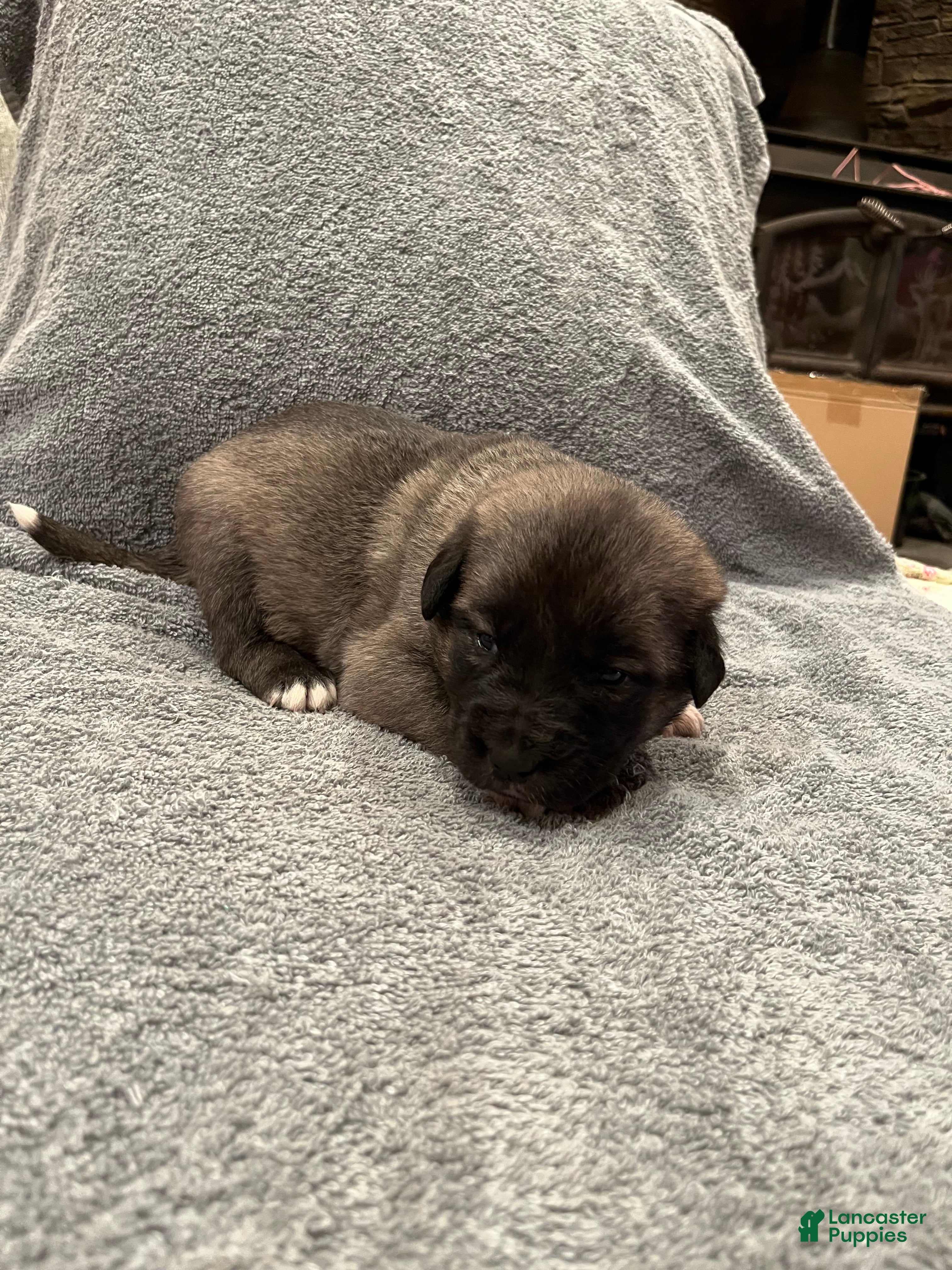 Mixed Breed dogs for sale: Boy- Blue - Ad 1