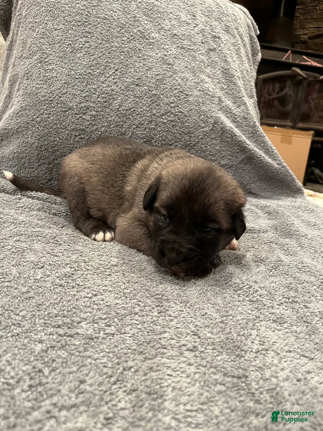 Mixed Breed dogs for sale: Boy- Blue - Ad 1