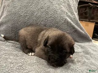 Mixed Breed dogs for sale: Boy- Blue - Ad 1