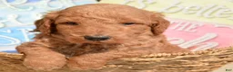 Mini Goldendoodle dogs for sale: Dani Mini Goldendoodle 5 - Ad 4