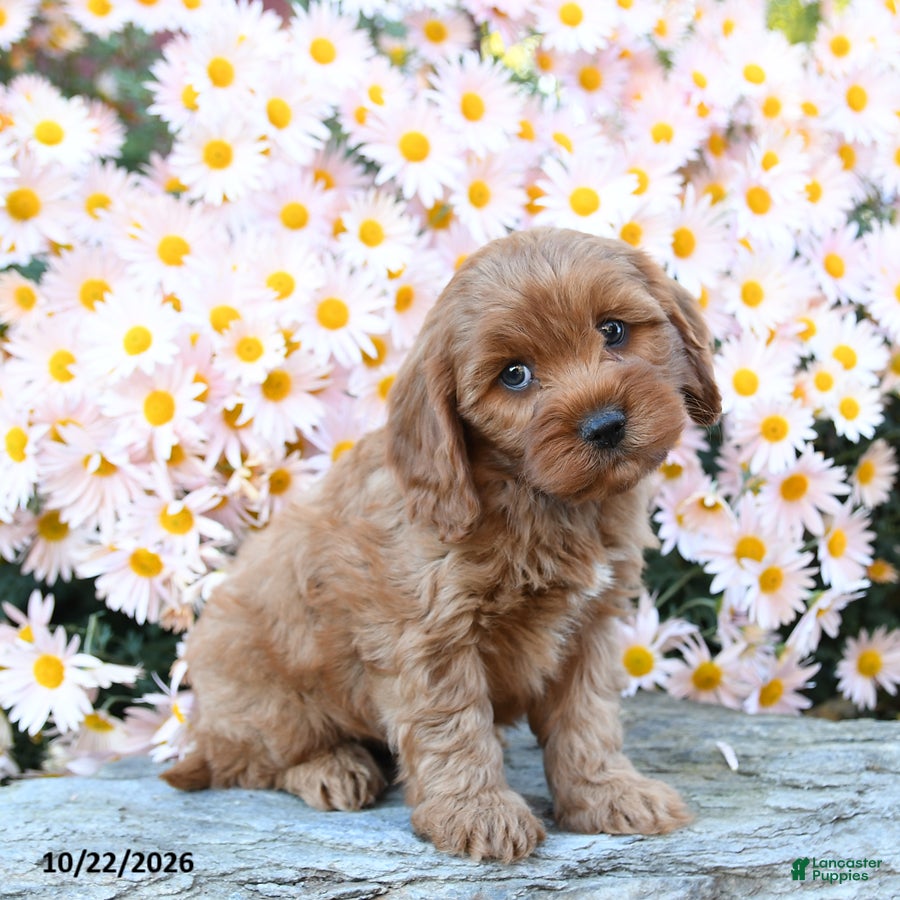 Cavapoo dogs for sale: Teddy - Ad 1
