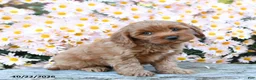 Cavapoo dogs for sale: Teddy - Ad 1