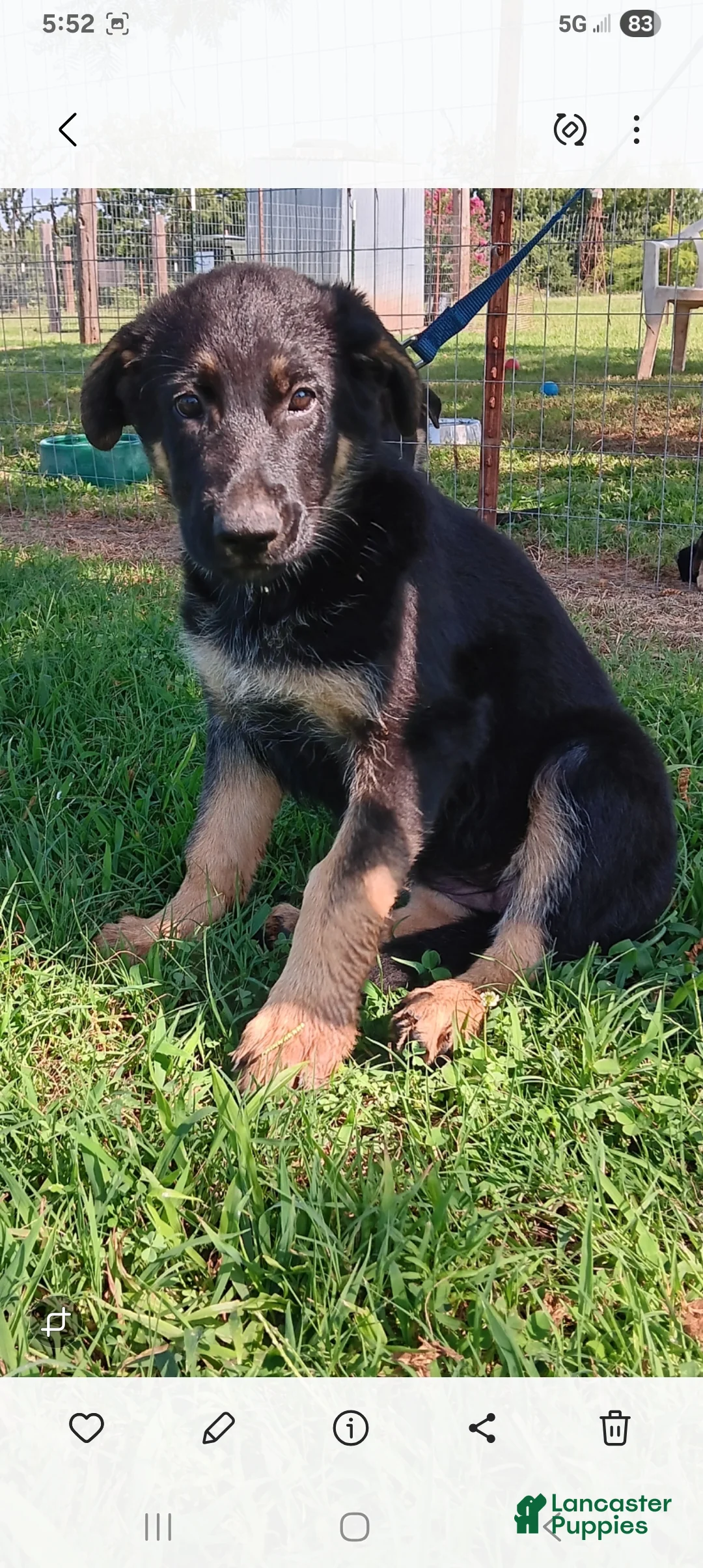 German Shepherd dogs for sale: Piper  - Ad 1