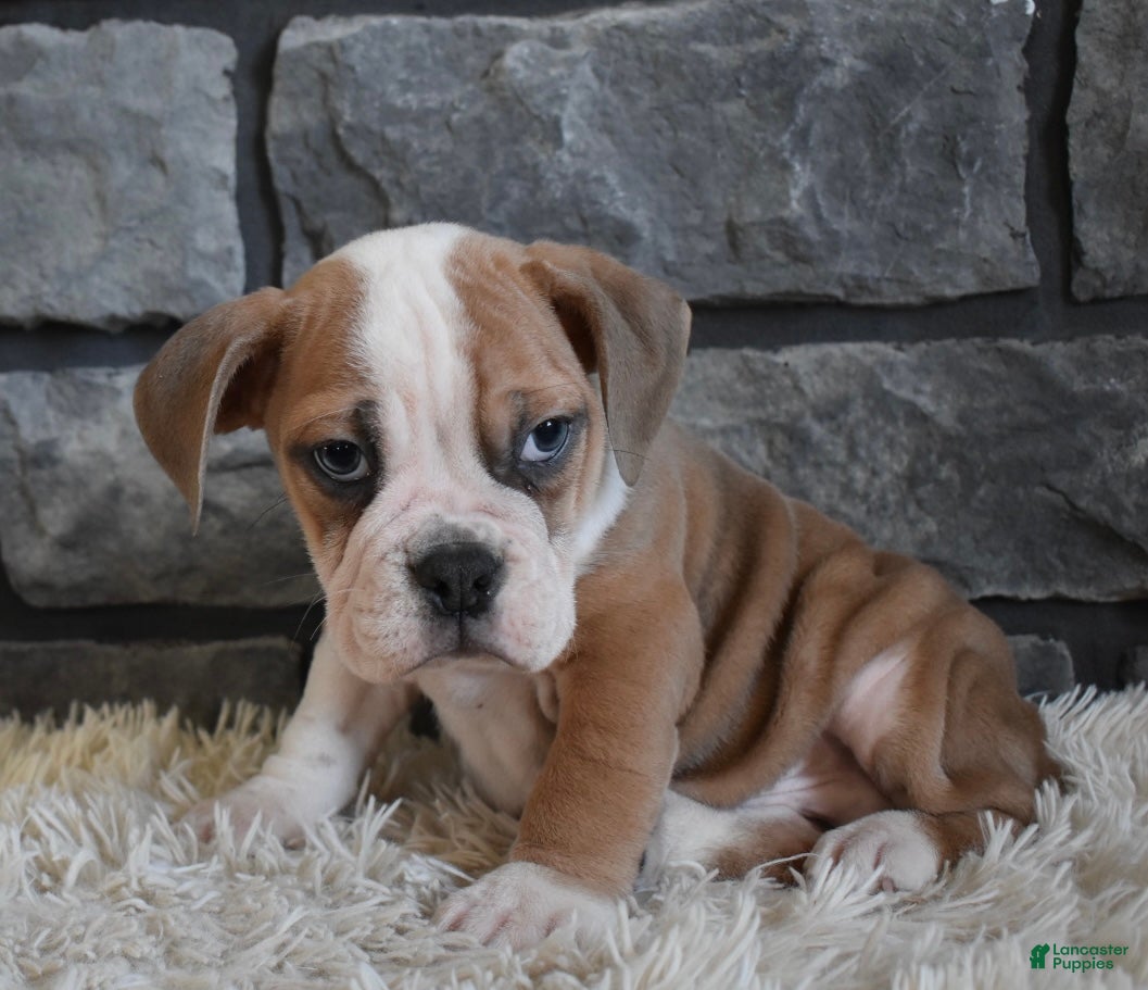 Mixed Breed dogs Tater - Ad 37