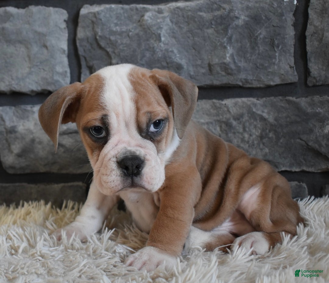 Mixed Breed dogs for sale: Tater - Ad 1