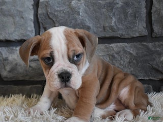 Mixed Breed dogs Tater - Ad 16