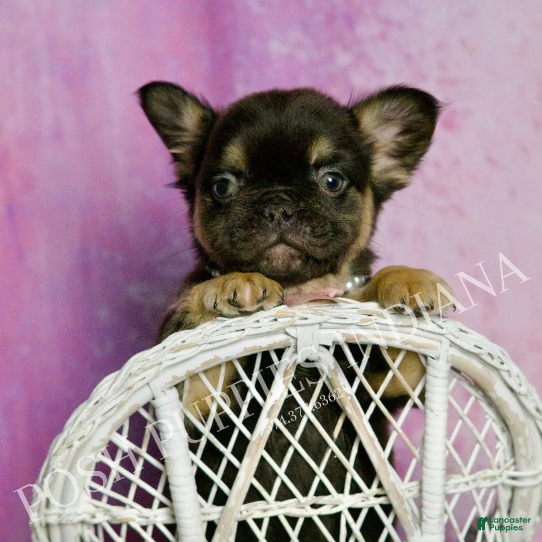 French Bulldog dogs for sale: Dove - Ad 3