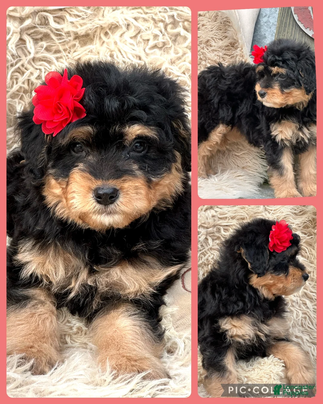 Aussiedoodle dogs for sale: Laney - Ad 3
