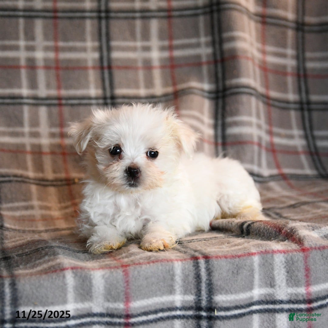 Maltese dogs for sale: Snowball - Ad 5