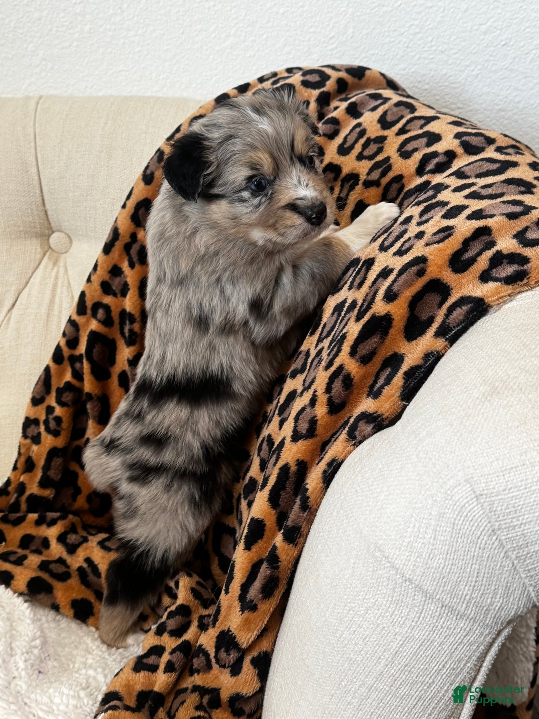 Australian Shepherd dogs for sale: Australian Shepherd Puppy 4 - Ad 3