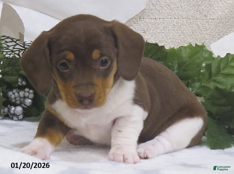 Miniature Dachshund dogs Jemima - Ad 2