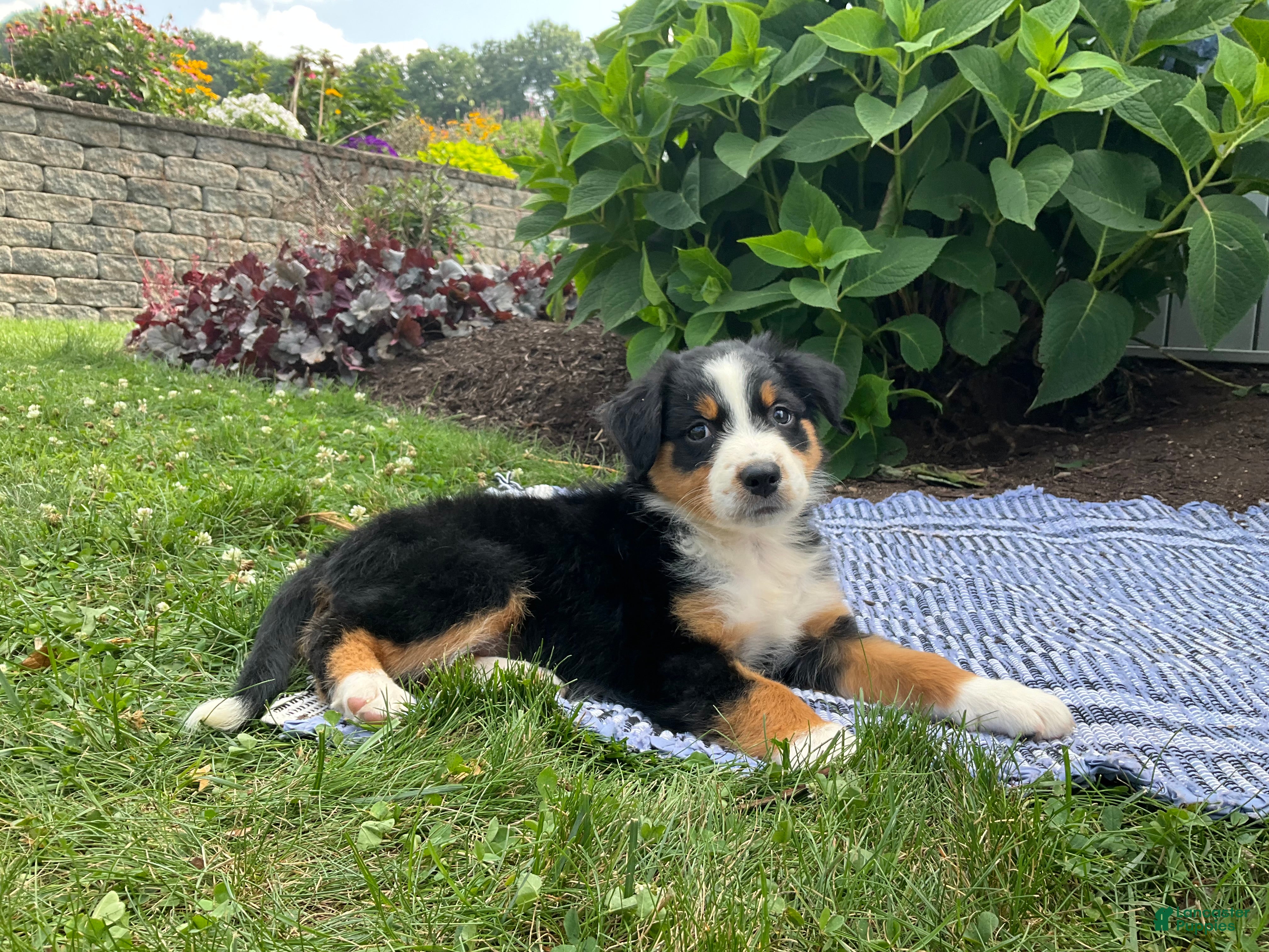 Australian Shepherd dogs Kambria - Ad 1