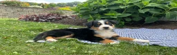 Australian Shepherd dogs for sale: Kambria - Ad 1