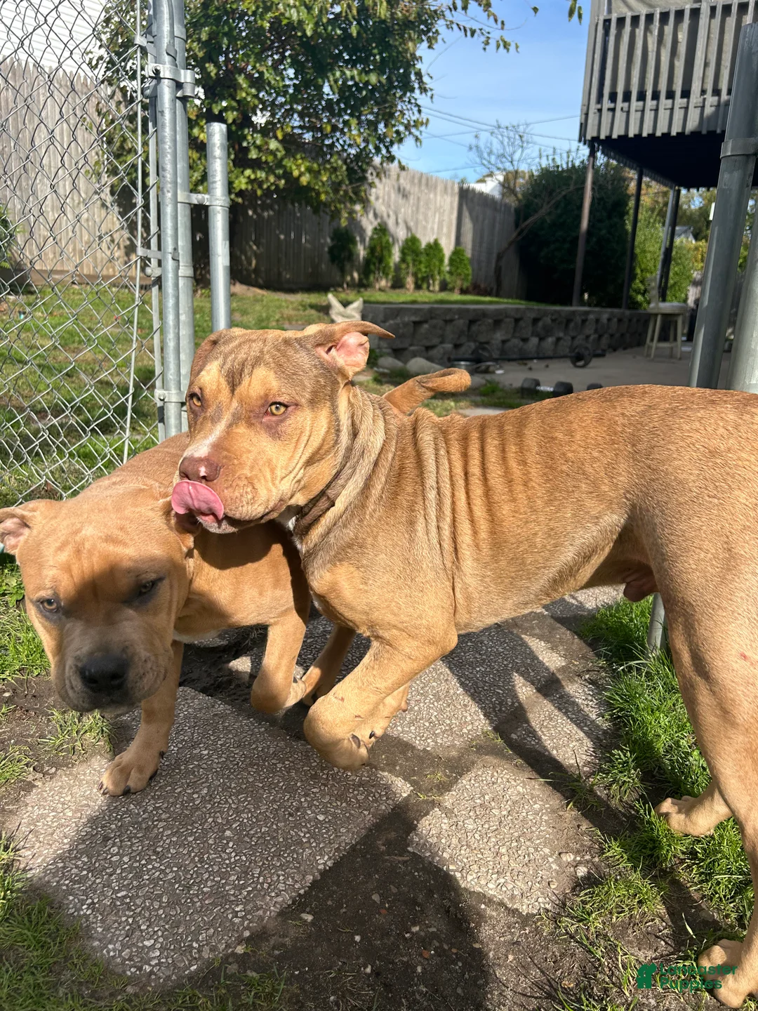 American Bully dogs for sale: American Bully Puppy 2 - Ad 4