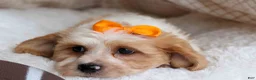 Cavachon dogs for sale: ROMEO - Ad 12